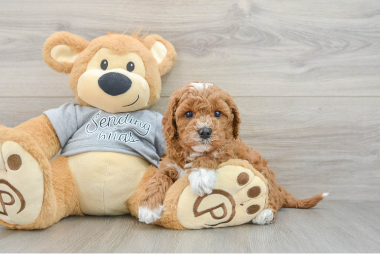 Energetic Cavoodle Poodle Mix Puppy