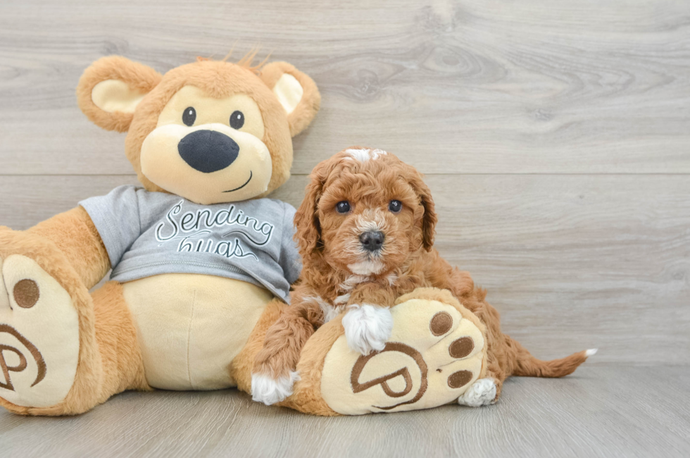 5 week old Cavapoo Puppy For Sale - Pilesgrove Pups