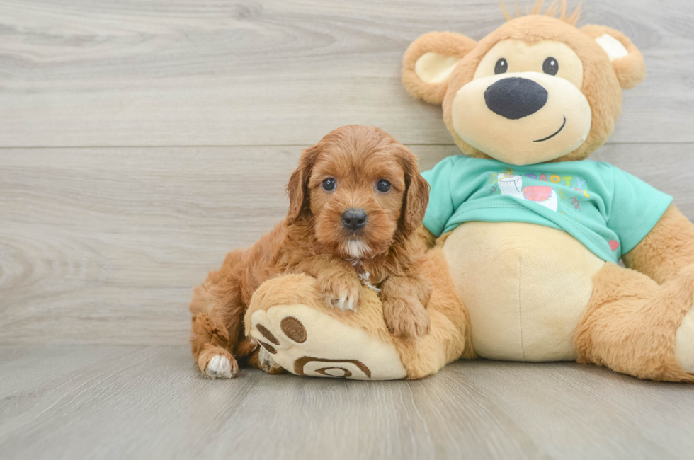 6 week old Cavapoo Puppy For Sale - Pilesgrove Pups