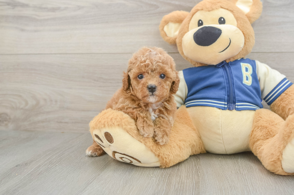 5 week old Cavapoo Puppy For Sale - Pilesgrove Pups