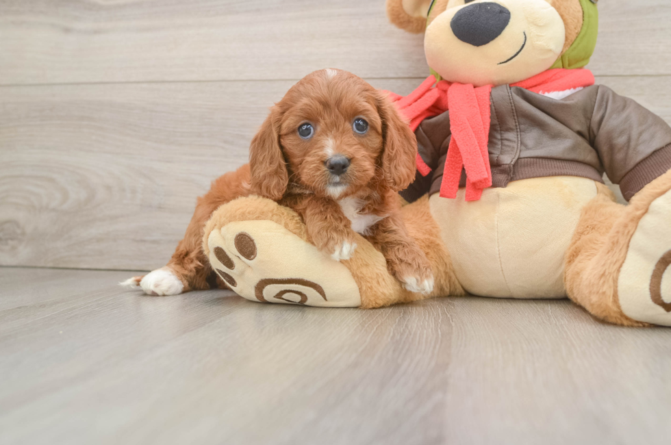 5 week old Cavapoo Puppy For Sale - Pilesgrove Pups
