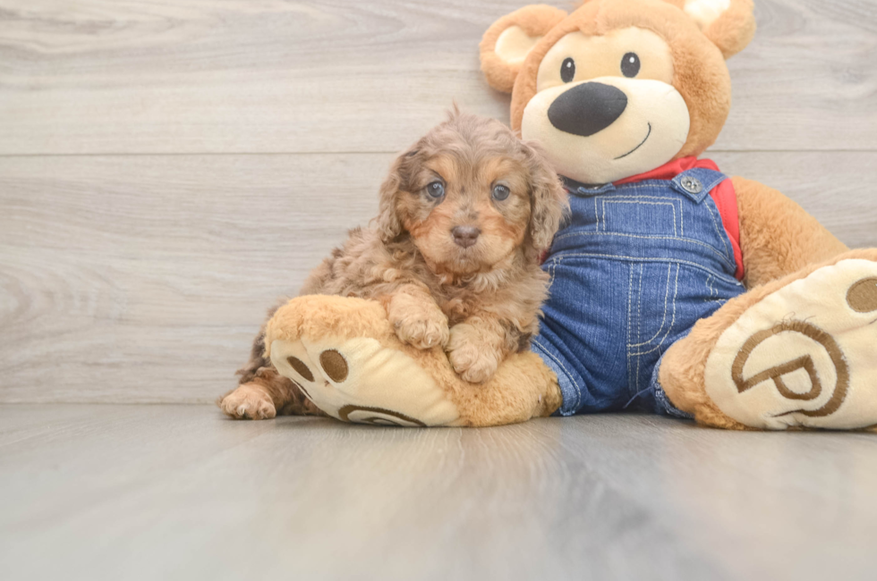 6 week old Cavapoo Puppy For Sale - Pilesgrove Pups