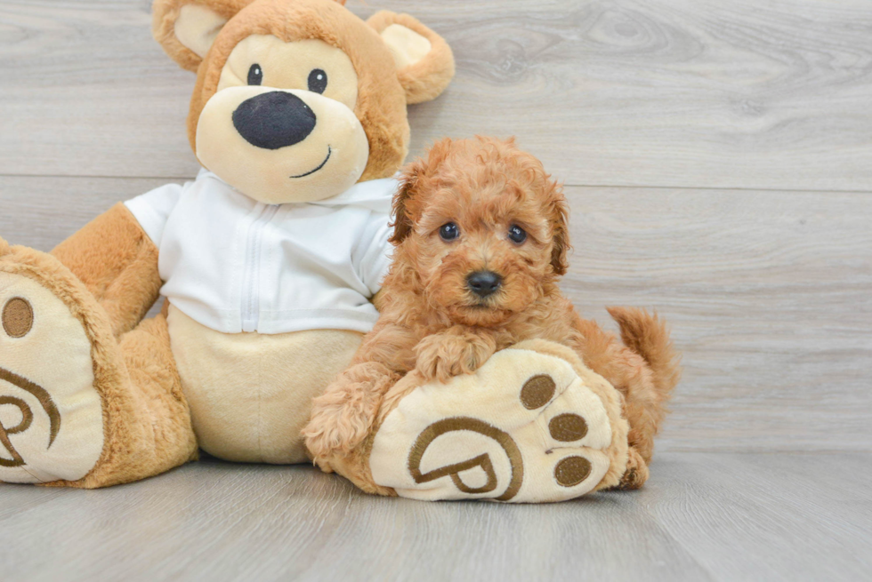 Petite Cavapoo Poodle Mix Pup