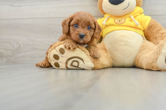 Sweet Cavapoo Baby