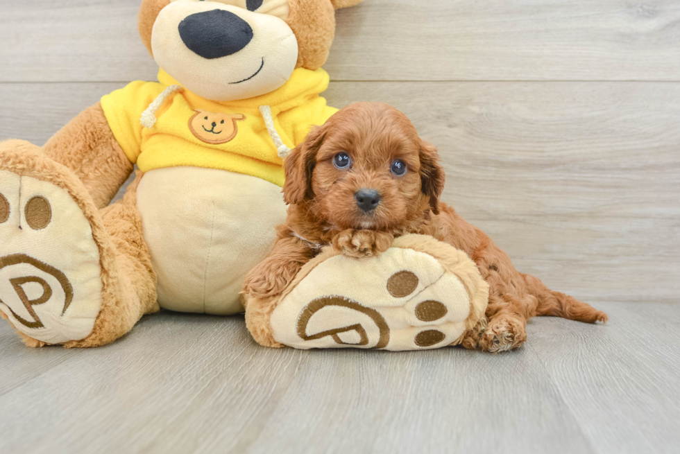 Energetic Cavoodle Poodle Mix Puppy