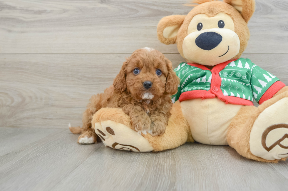 5 week old Cavapoo Puppy For Sale - Pilesgrove Pups