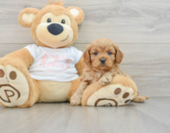 7 week old Cavapoo Puppy For Sale - Pilesgrove Pups