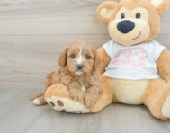 8 week old Cavapoo Puppy For Sale - Pilesgrove Pups