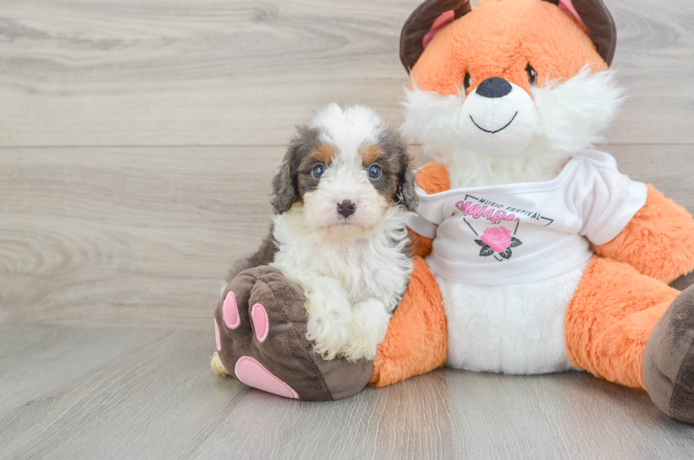 7 week old Cavapoo Puppy For Sale - Pilesgrove Pups