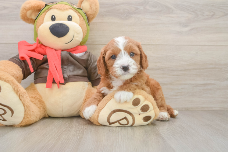 Cavapoo Pup Being Cute