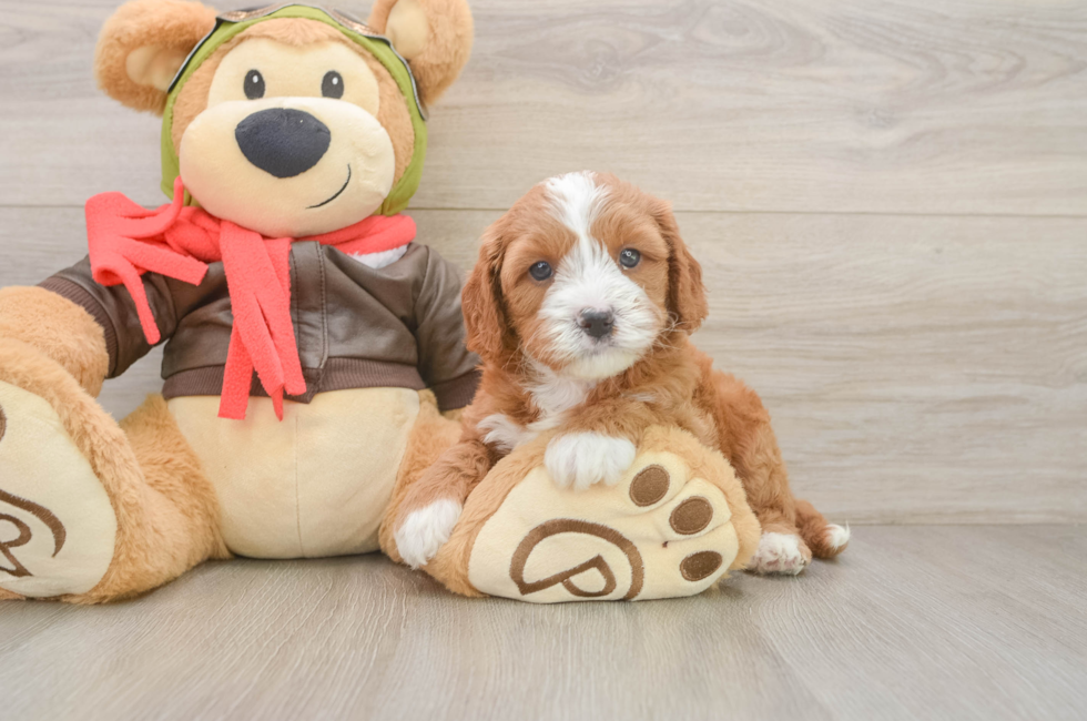 5 week old Cavapoo Puppy For Sale - Pilesgrove Pups