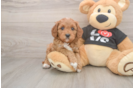 Best Cavapoo Baby