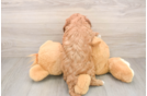 Adorable Cavalier King Charles Spaniel and Poodle Mix Poodle Mix Puppy