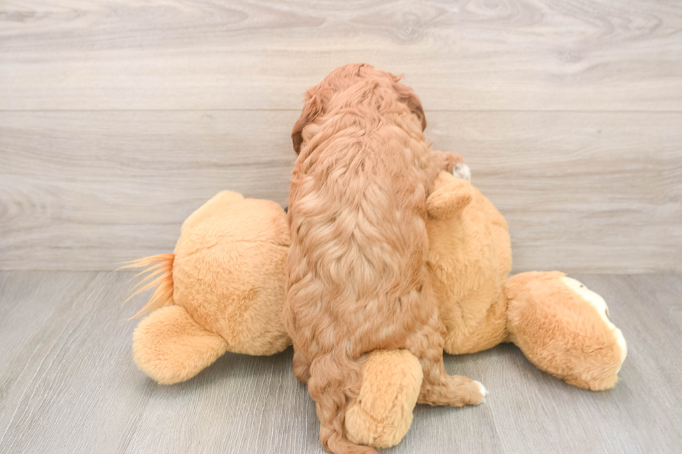 Adorable Cavalier King Charles Spaniel and Poodle Mix Poodle Mix Puppy