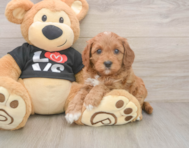 8 week old Cavapoo Puppy For Sale - Pilesgrove Pups