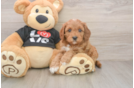 Energetic Cavoodle Poodle Mix Puppy