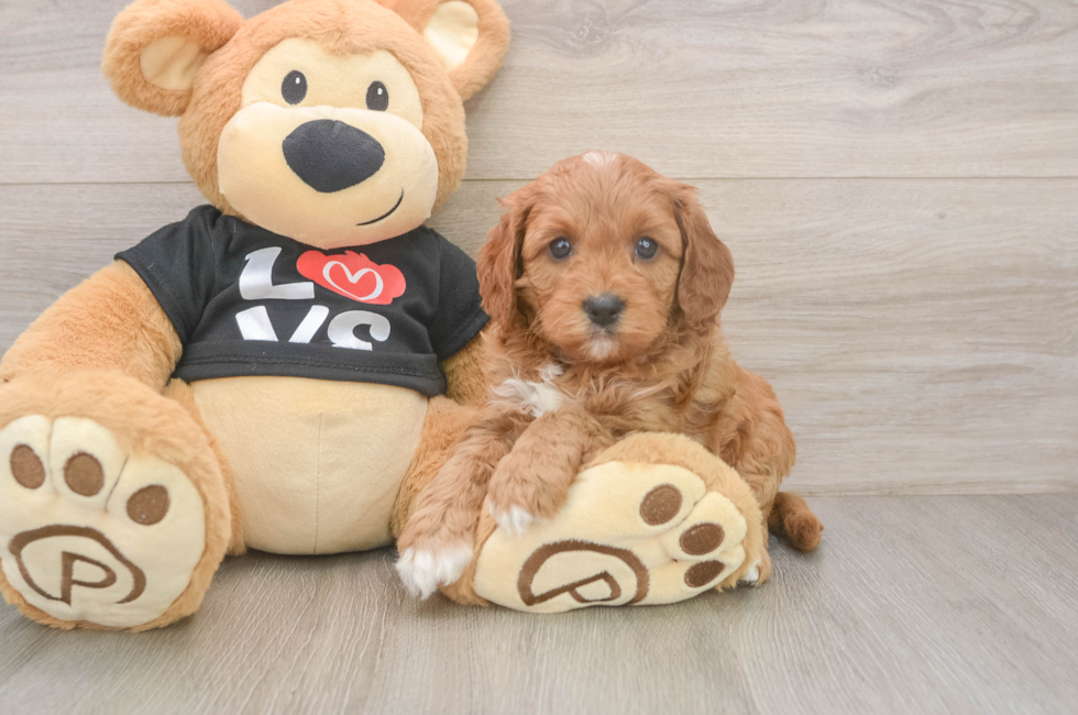 5 week old Cavapoo Puppy For Sale - Pilesgrove Pups