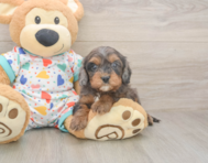 8 week old Cavapoo Puppy For Sale - Pilesgrove Pups