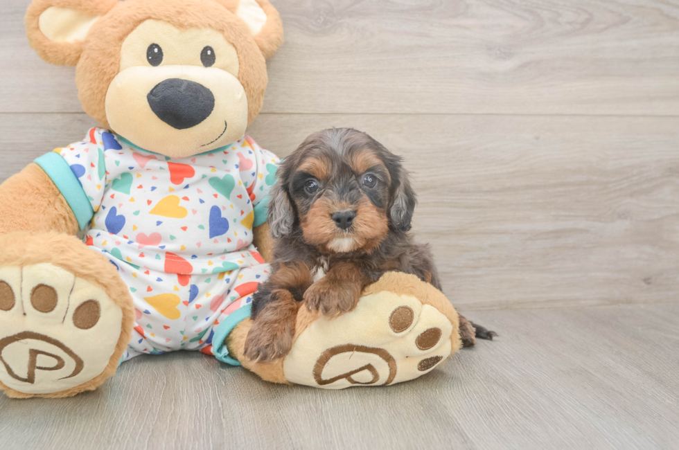6 week old Cavapoo Puppy For Sale - Pilesgrove Pups