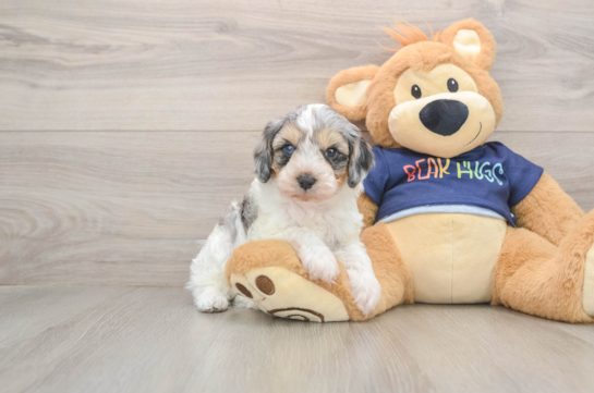 Smart Cavapoo Poodle Mix Pup