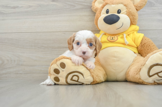 Cavapoo Pup Being Cute