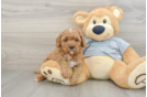 Playful Cavapoodle Poodle Mix Puppy