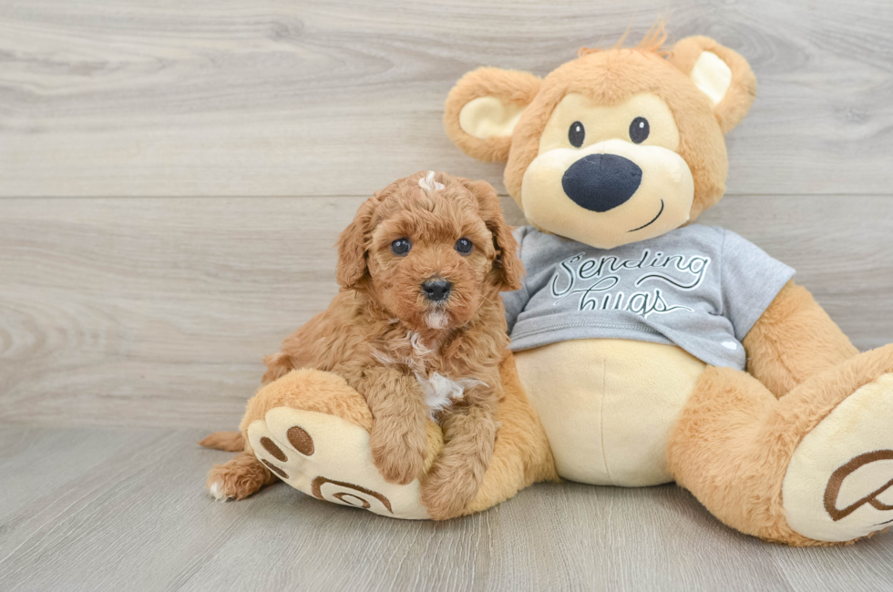 5 week old Cavapoo Puppy For Sale - Pilesgrove Pups