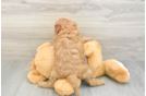 Petite Cavapoo Poodle Mix Pup