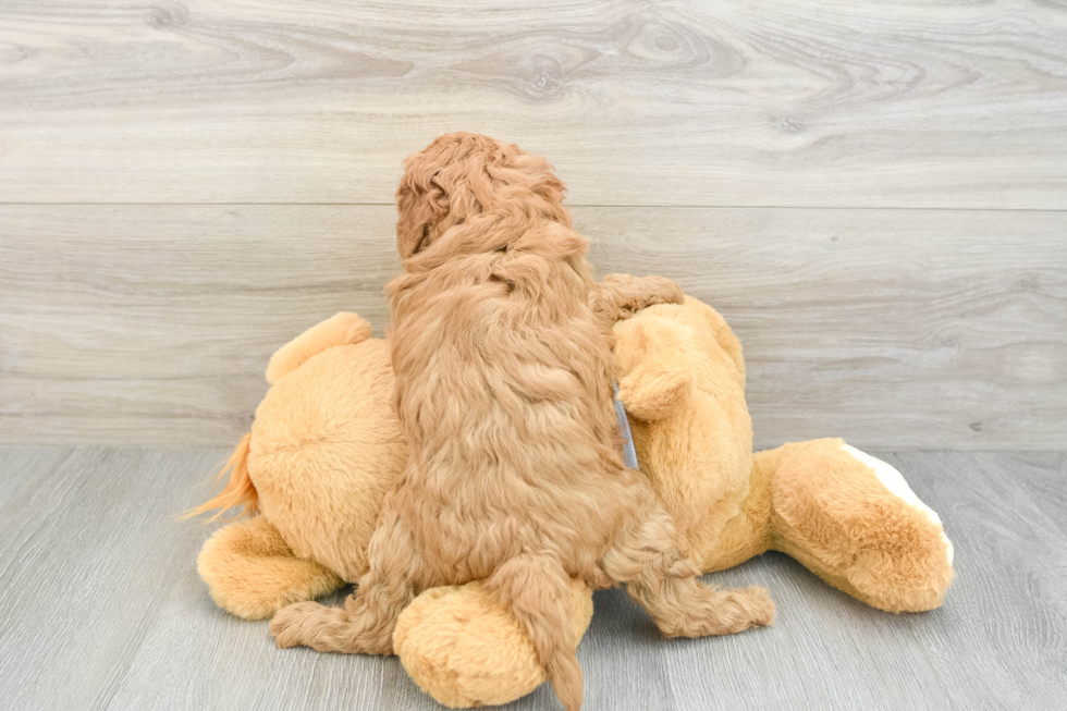 Petite Cavapoo Poodle Mix Pup