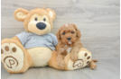 Best Cavapoo Baby