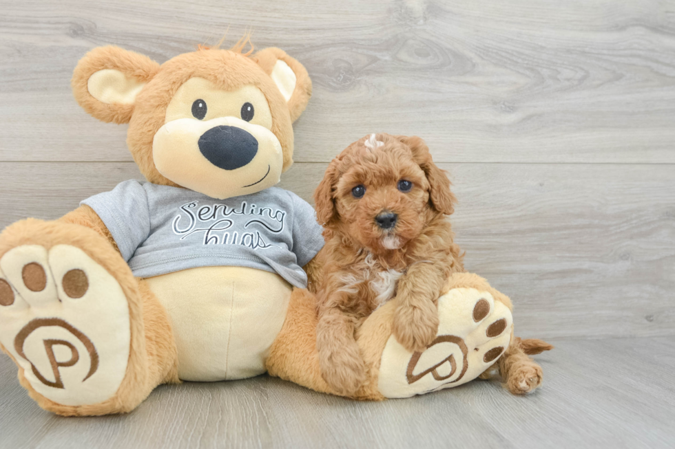 Best Cavapoo Baby