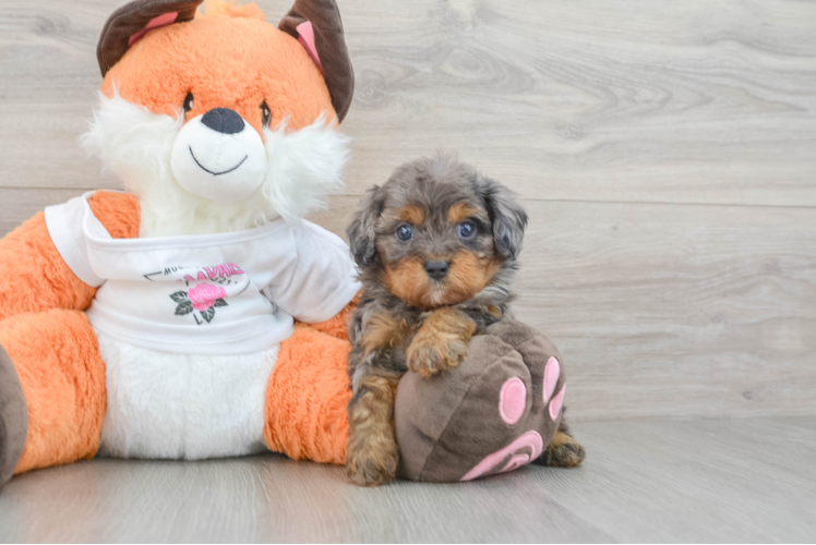 Cute Cavapoo Baby