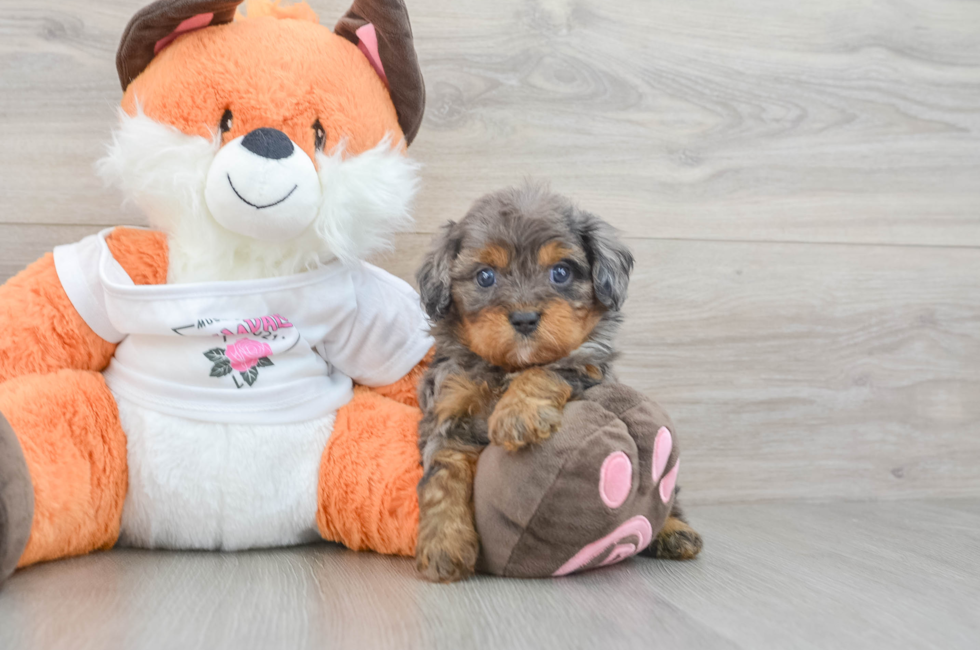 7 week old Cavapoo Puppy For Sale - Pilesgrove Pups