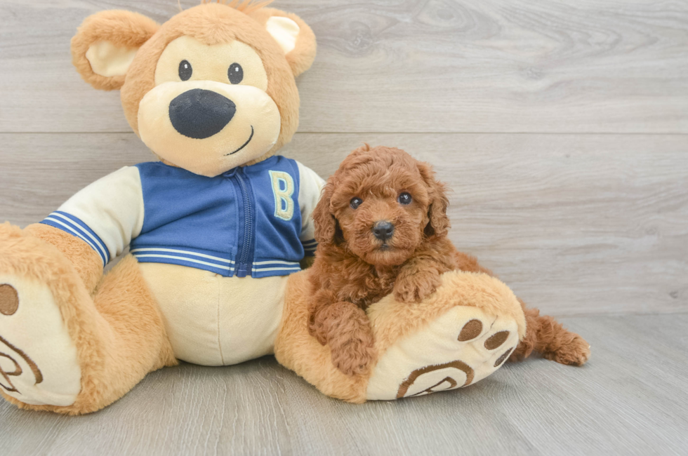 5 week old Cavapoo Puppy For Sale - Pilesgrove Pups