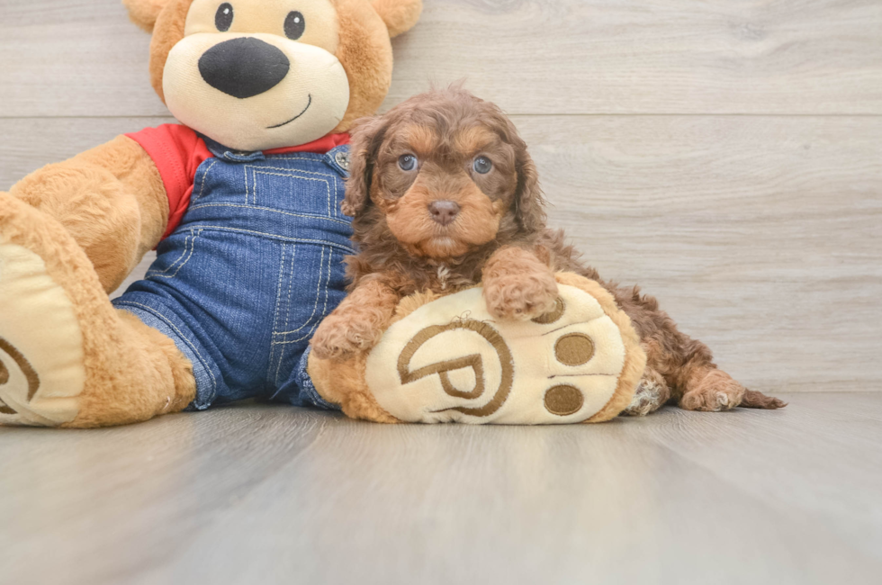 6 week old Cavapoo Puppy For Sale - Pilesgrove Pups