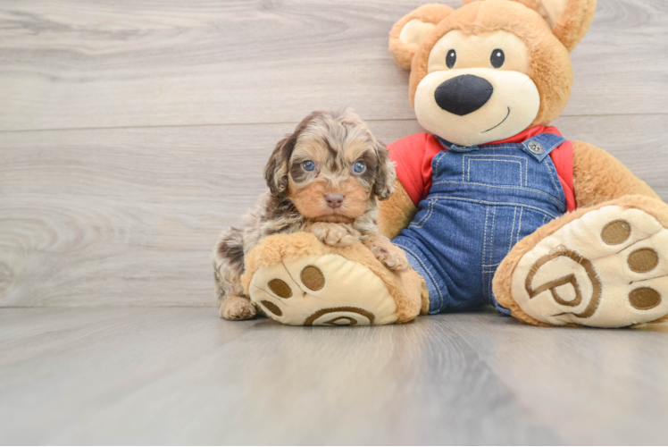 Cavapoo Pup Being Cute