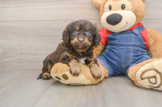 Small Cavapoo Baby