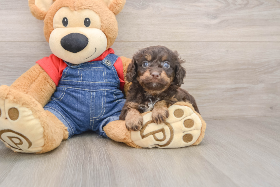 Cavapoo Pup Being Cute