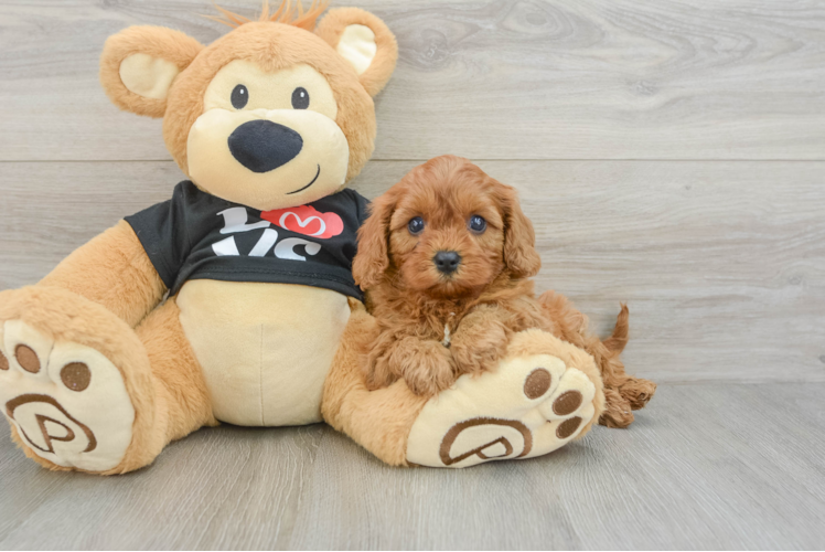 Best Cavapoo Baby