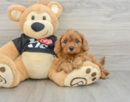 7 week old Cavapoo Puppy For Sale - Pilesgrove Pups