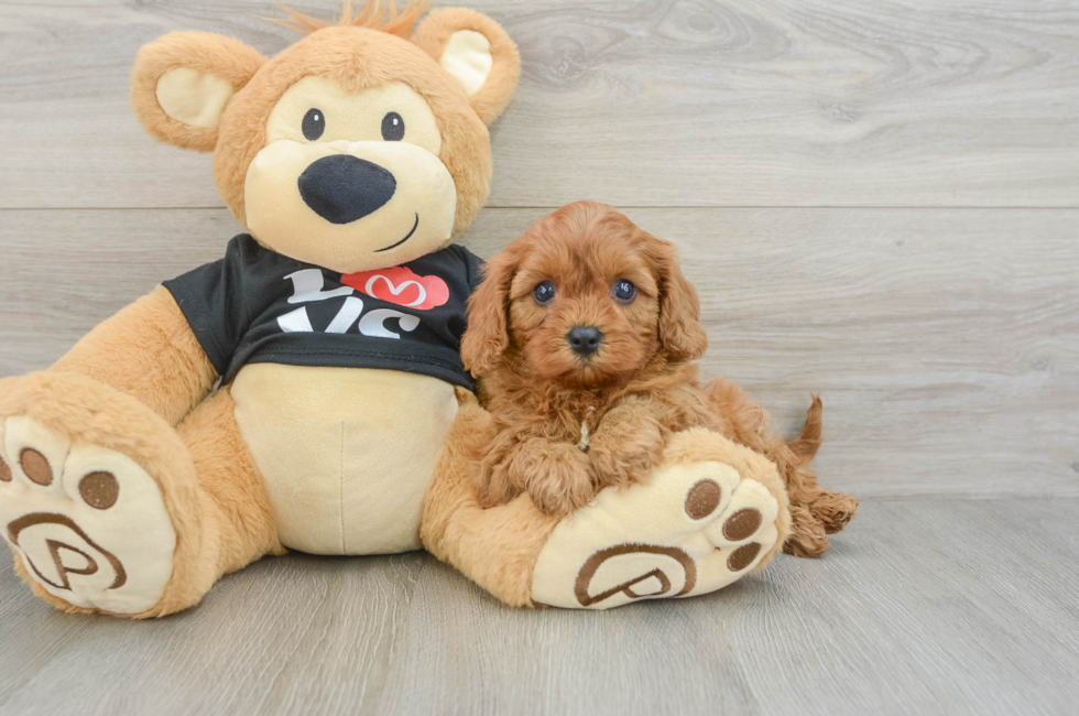 5 week old Cavapoo Puppy For Sale - Pilesgrove Pups