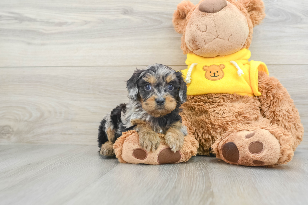 Funny Cavapoo Poodle Mix Pup