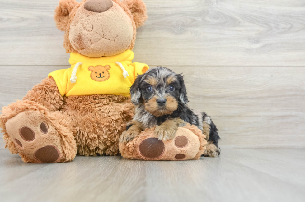 7 week old Cavapoo Puppy For Sale - Pilesgrove Pups