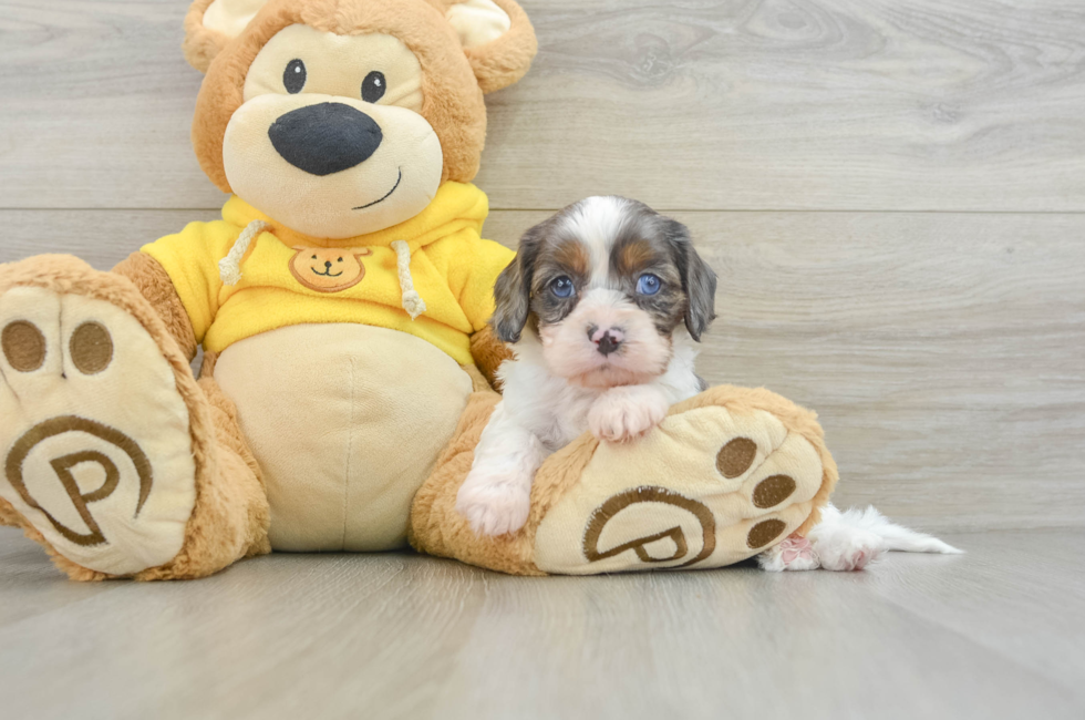 7 week old Cavapoo Puppy For Sale - Pilesgrove Pups