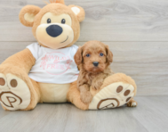 7 week old Cavapoo Puppy For Sale - Pilesgrove Pups