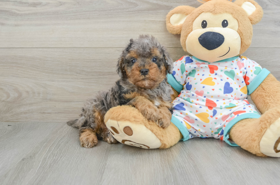 6 week old Cavapoo Puppy For Sale - Pilesgrove Pups