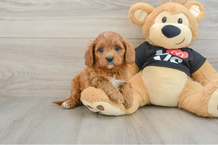 Friendly Cavapoo Baby