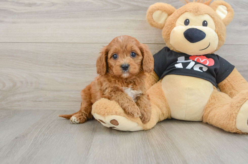 5 week old Cavapoo Puppy For Sale - Pilesgrove Pups