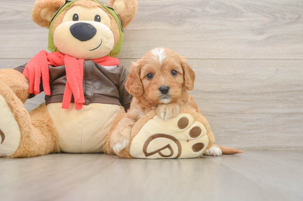 5 week old Cavapoo Puppy For Sale - Pilesgrove Pups