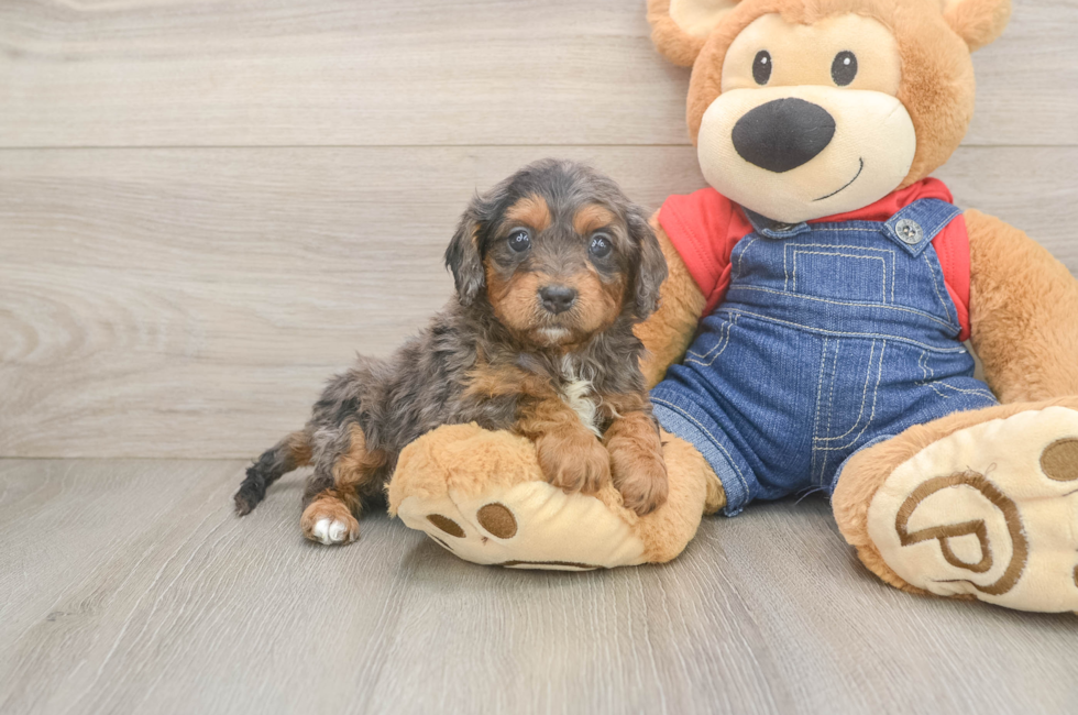 8 week old Cavapoo Puppy For Sale - Pilesgrove Pups